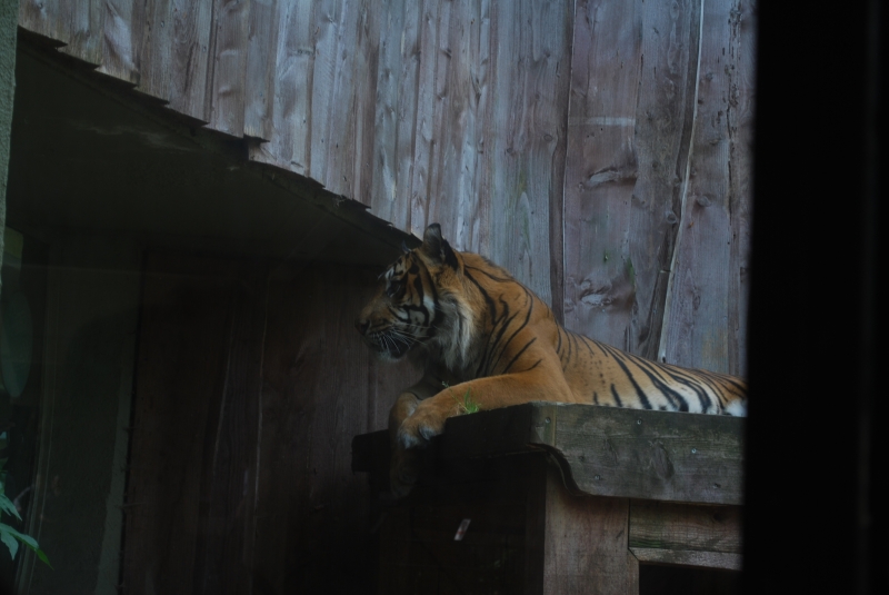 ZSL London Zoo - Tiger
Keywords: London Zoo Animal Tiger Nikon