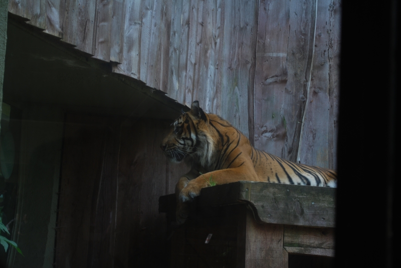 ZSL London Zoo - Tiger
Keywords: London Zoo Animal Tiger Nikon