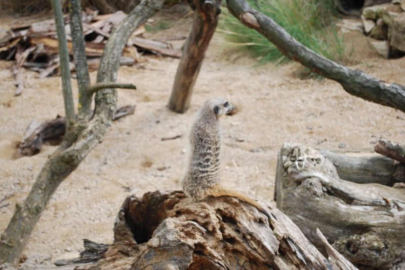 ZSL London Zoo - Meerkat
Keywords: London Zoo Animal Meerkat Nikon