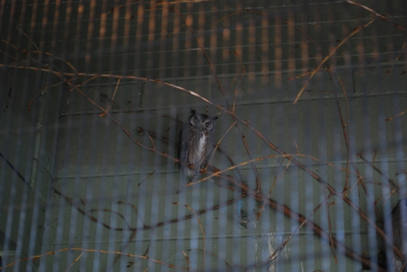 ZSL London Zoo - Owl
Keywords: London Zoo Animal Owl Nikon Bird