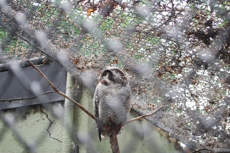 ZSL London Zoo - Owl
Keywords: London Zoo Animal Owl Nikon Bird
