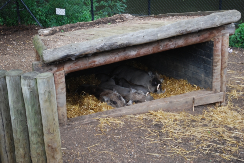 ZSL London Zoo - Warthog
Keywords: London Zoo Animal Nikon Warthog