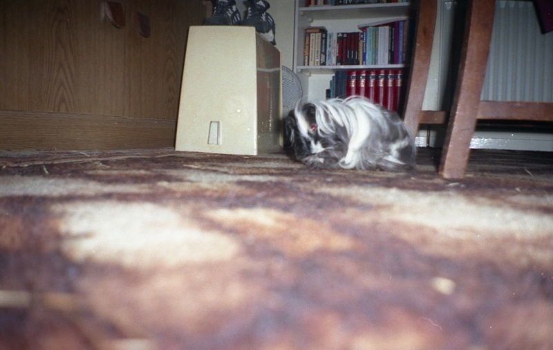 Guinea Pig
Our long haired free range Guinea. Only decent pic
