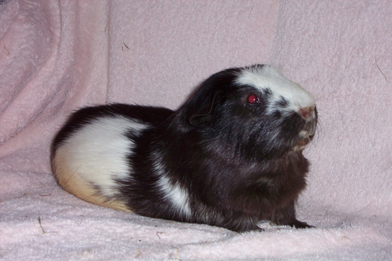 Spike
Keywords: Guinea Pig Kodak Animal