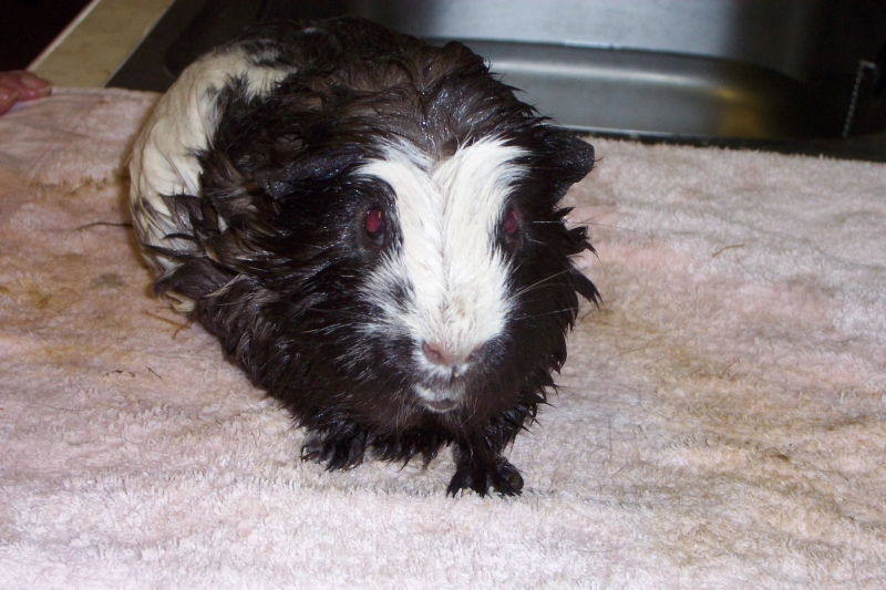 Spike
Bath time
Keywords: Guinea Pig Kodak Animal