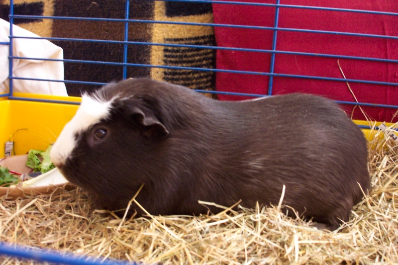 Spike
Keywords: Guinea Pig Kodak Animal