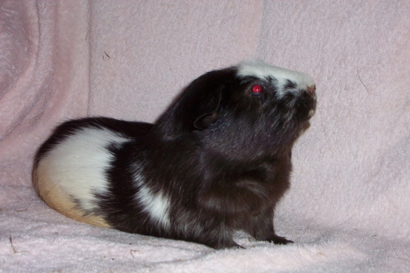 Spike
Keywords: Guinea Pig Kodak Animal