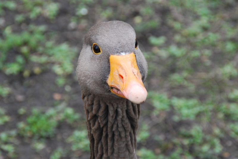 Graylag Goose
Keywords: London St James Park Animal Nikon Bird Goose