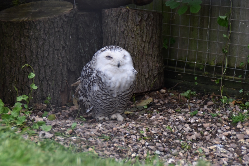 A Hedwig
