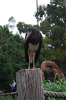 ZSL15-07-09-023.JPG