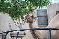 ZSL15-07-09-059.JPG