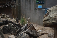 ZSL15-07-09-129.JPG