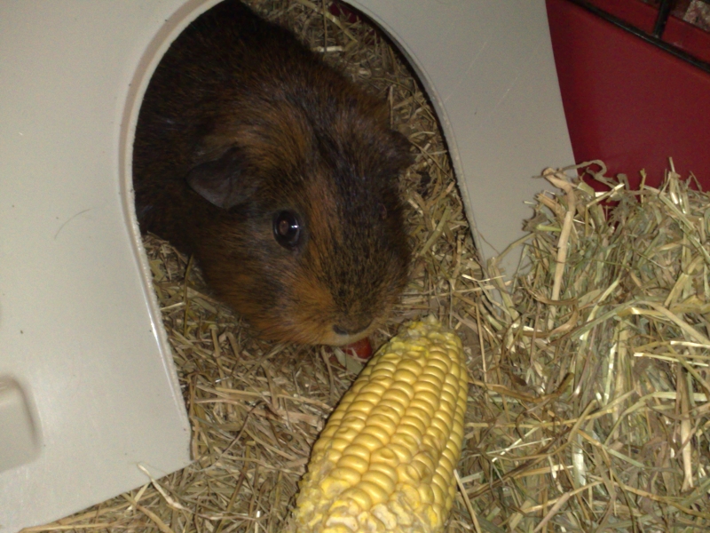 Willow
Keywords: Guinea Pig Nokia Animal