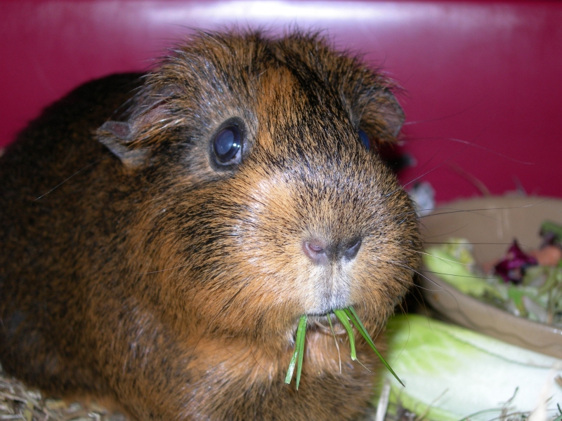 Willow
Keywords: Guinea Pig Nikon Animal