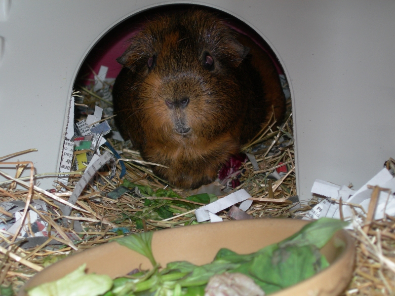 Willow
Keywords: Guinea Pig Nikon Animal