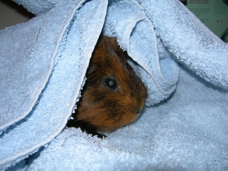 Willow
Keywords: Guinea Pig Nikon Animal