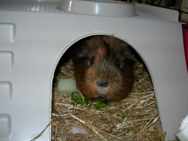 Willow
Keywords: Guinea Pig Nikon Animal