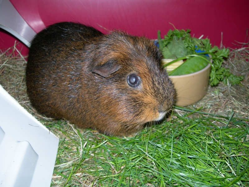 Willow
Keywords: Guinea Pig Nikon Animal