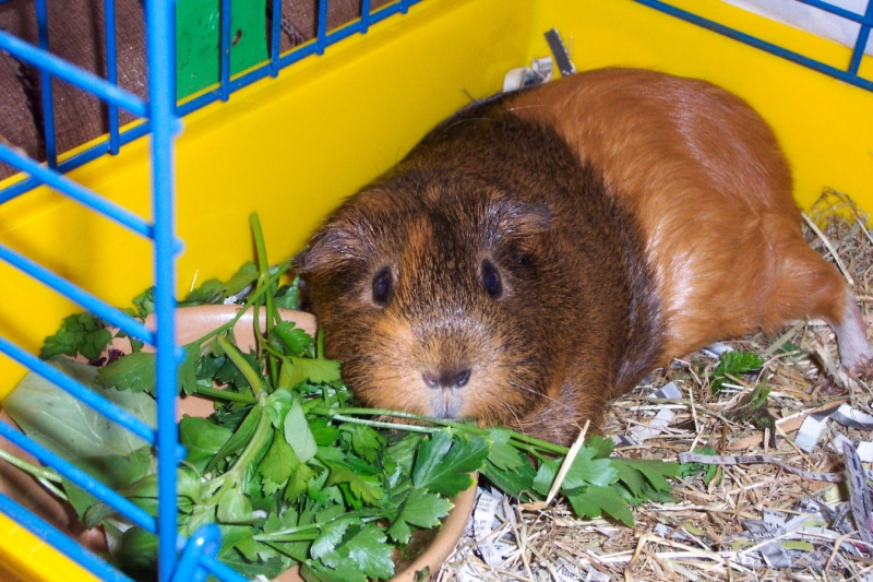 Willow
Keywords: Guinea Pig Kodak Animal