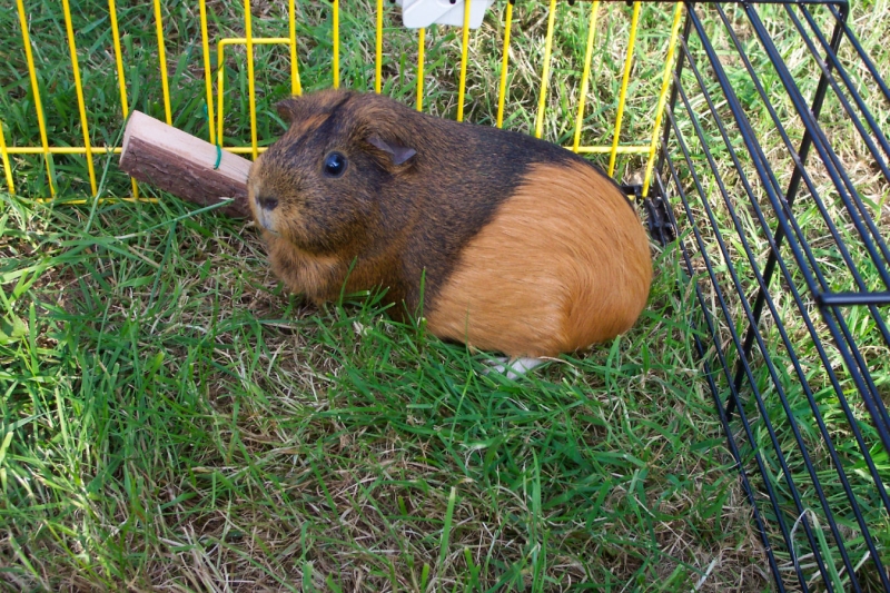 Willow
Keywords: Guinea Pig Kodak Animal