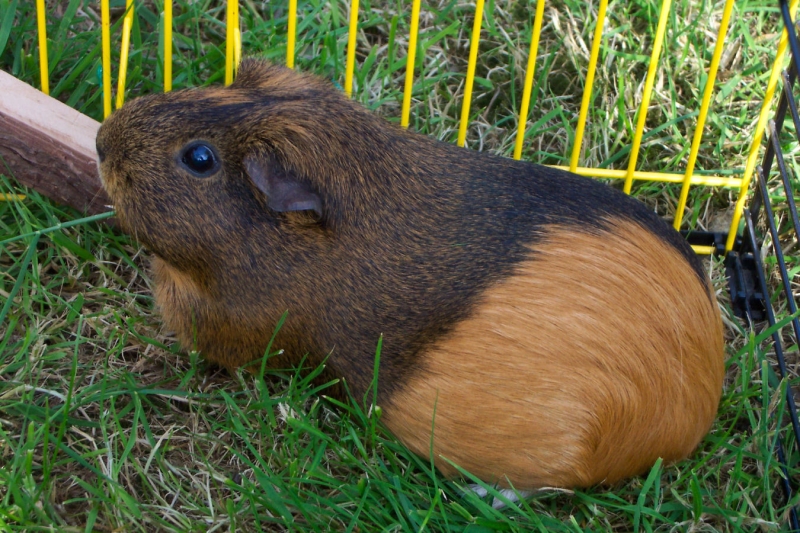 Willow
Keywords: Guinea Pig Kodak Animal