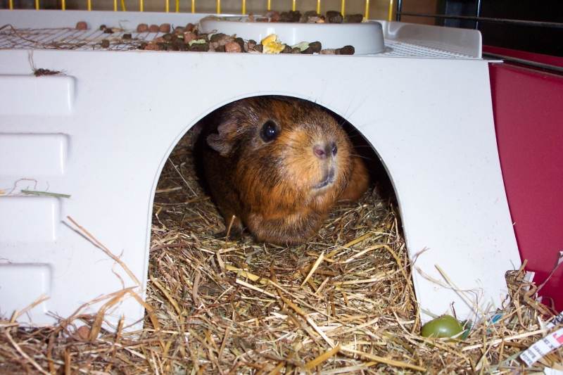 Willow
Keywords: Guinea Pig Kodak Animal