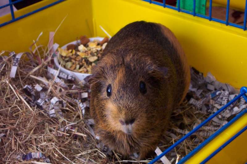 Willow
Keywords: Guinea Pig Kodak Animal