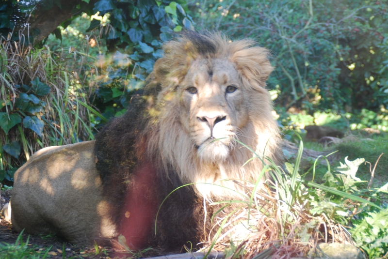 Lion
Keywords: Bristol Nikon Zoo Animal Lion