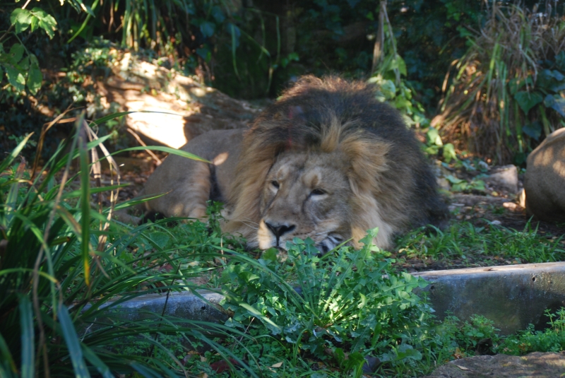 Lion
Keywords: Bristol Nikon Zoo Animal Lion