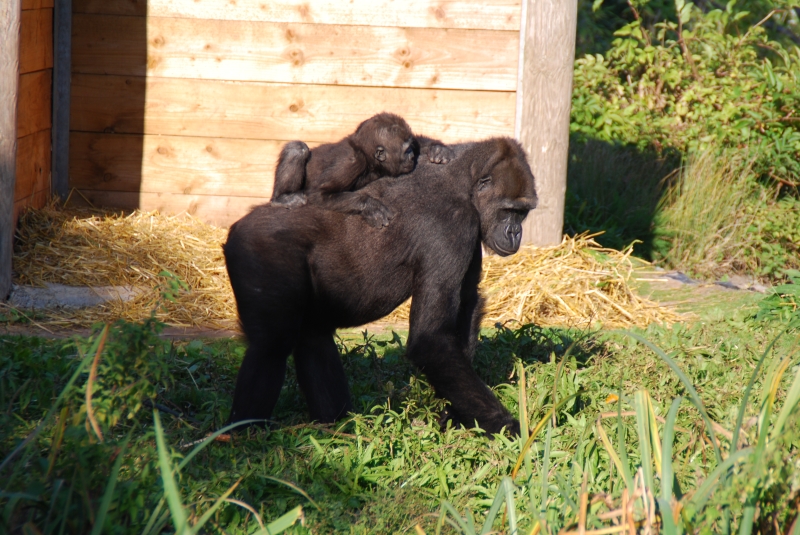 Gorilla
Keywords: Bristol Nikon Zoo Animal Gorilla