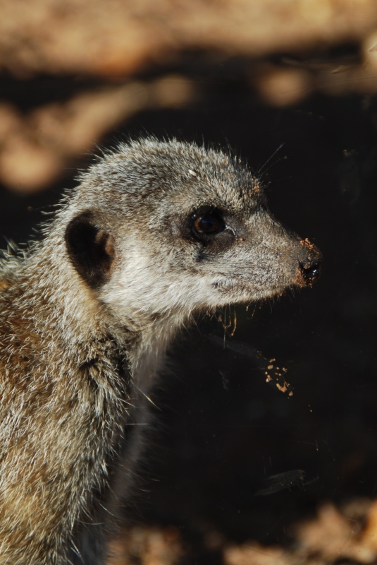 Meerkat
Keywords: Bristol Nikon Zoo Animal Meerkat