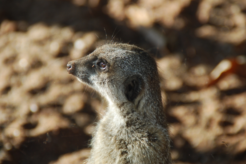 Meerkat
Keywords: Bristol Nikon Zoo Animal Meerkat