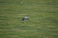 DS1_5234.JPG
