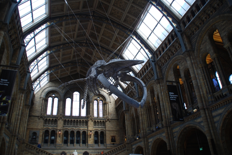 Natural History Museum
Keywords: London Natural History Museum Nikon