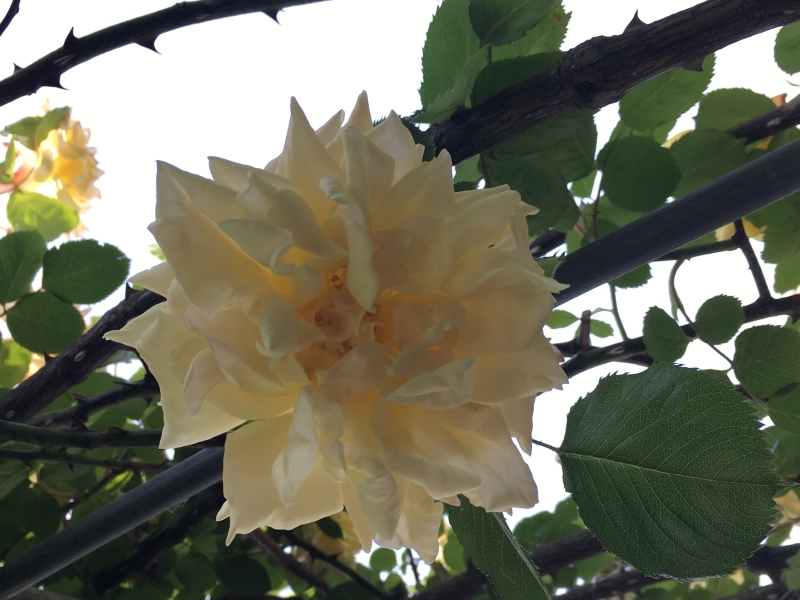 Sunken Garden
Keywords: London iPhone Hyde Park Kensington Palace Flower Garden