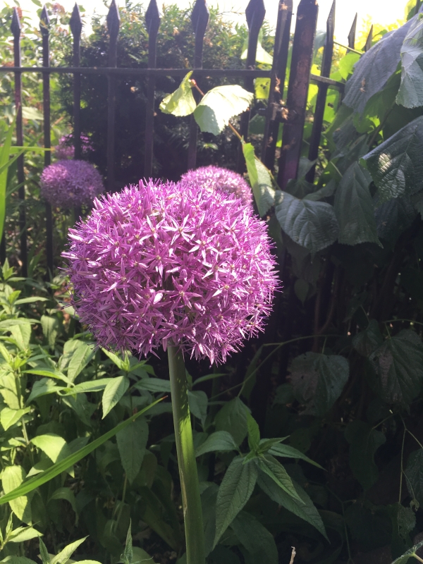 Sunken Garden
Keywords: London iPhone Hyde Park Kensington Palace Garden Flower