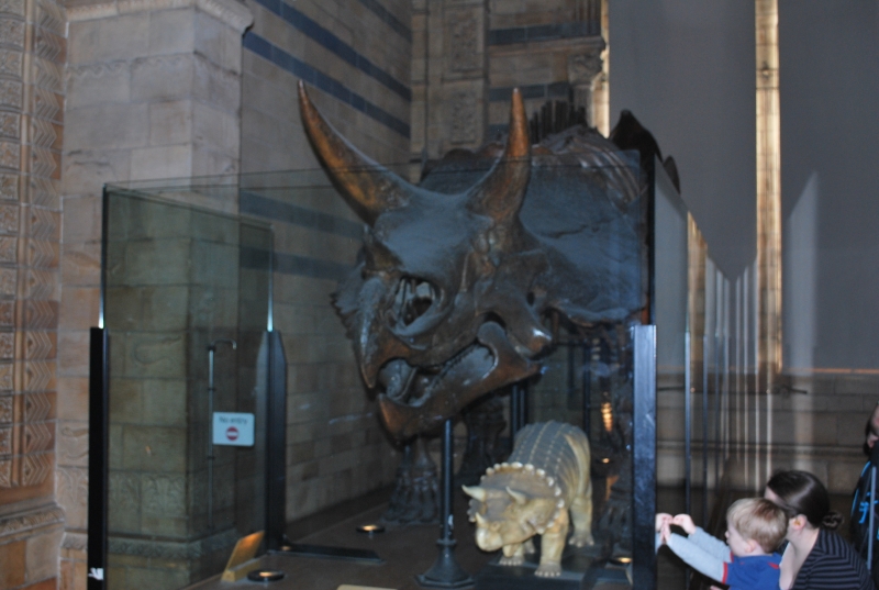 Natural History Museum
Keywords: London Natural History Museum Dinosaur Skeleton Nikon