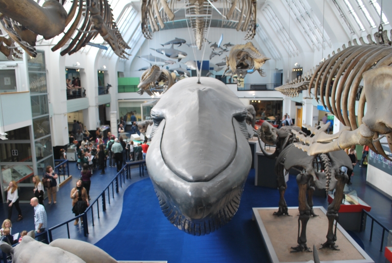 Natural History Museum
Keywords: London Natural History Museum Nikon