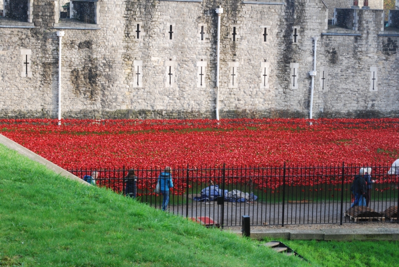 Tower of London - Last few poppies
Keywords: Tower London Building Nikon Poppy