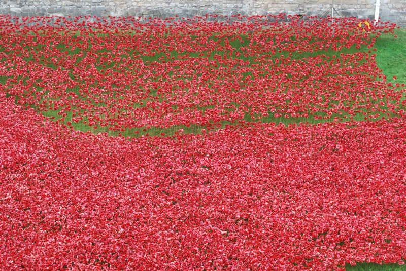 Tower of London - Last few poppies
Keywords: Tower London Building Nikon Poppy