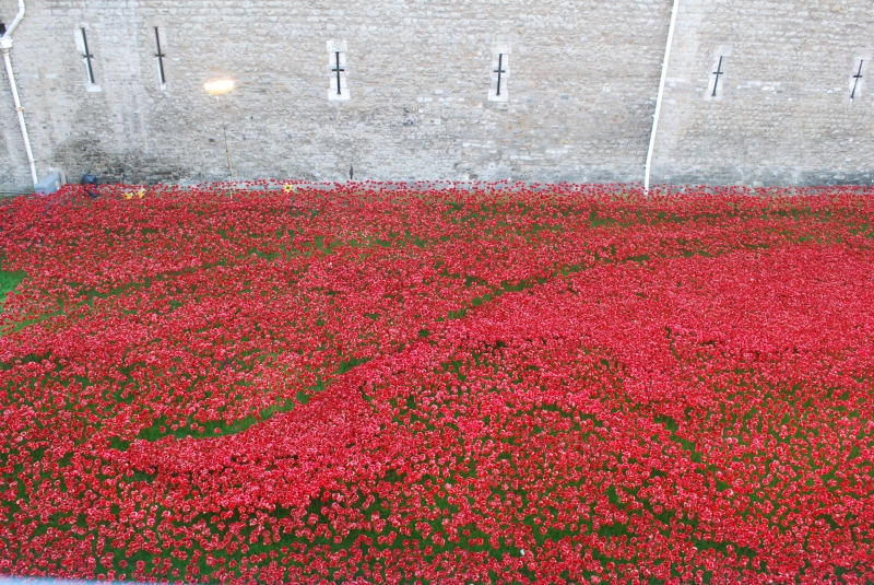 Tower of London - Last few poppies
Keywords: Tower London Building Nikon Poppy