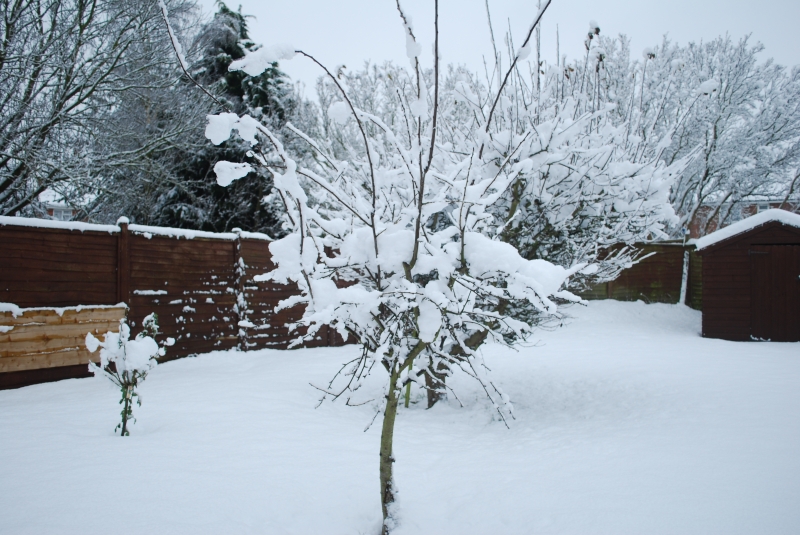 Snow
Keywords: Reading Snow Garden Nikon