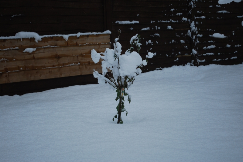 Snow
Keywords: Reading Snow Garden Nikon