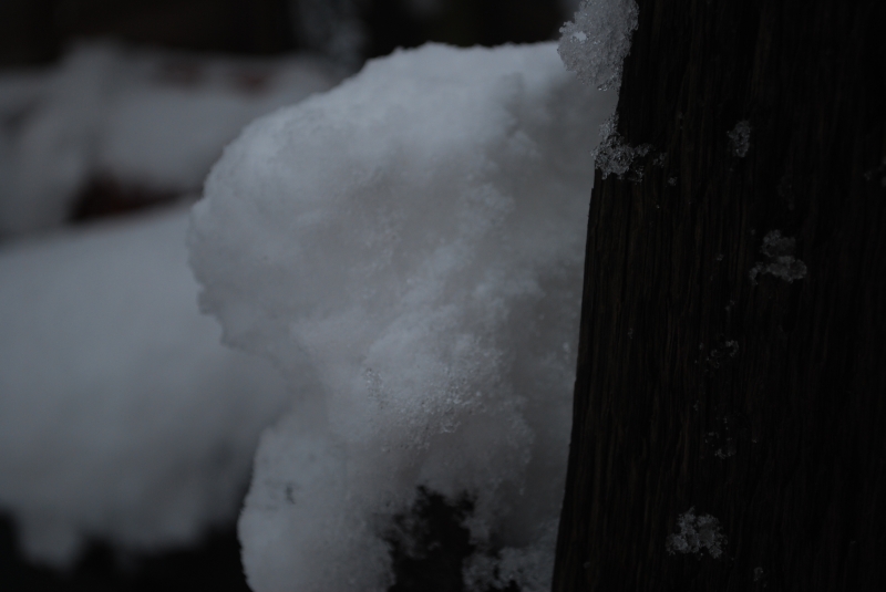Snow
Keywords: Reading Snow Garden Nikon
