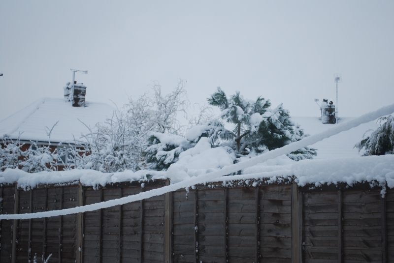 Snow
Keywords: Reading Snow Garden Nikon