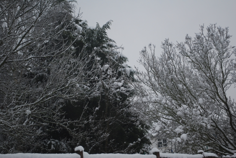 Snow
Keywords: Reading Snow Garden