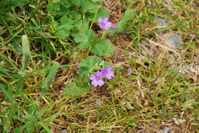 Keywords: Switzerland Gimmelwald Nikon Flower