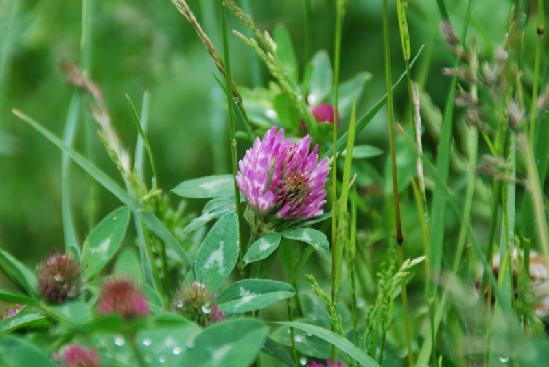 Clover
Keywords: Switzerland Gimmelwald Nikon Flower