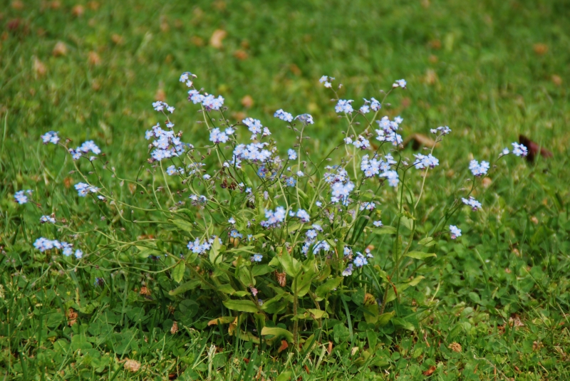 Forget-me-not
Keywords: Switzerland Gimmelwald Nikon Flower