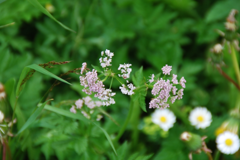 Cow parsley?
Keywords: Switzerland Gimmelwald Nikon Flower